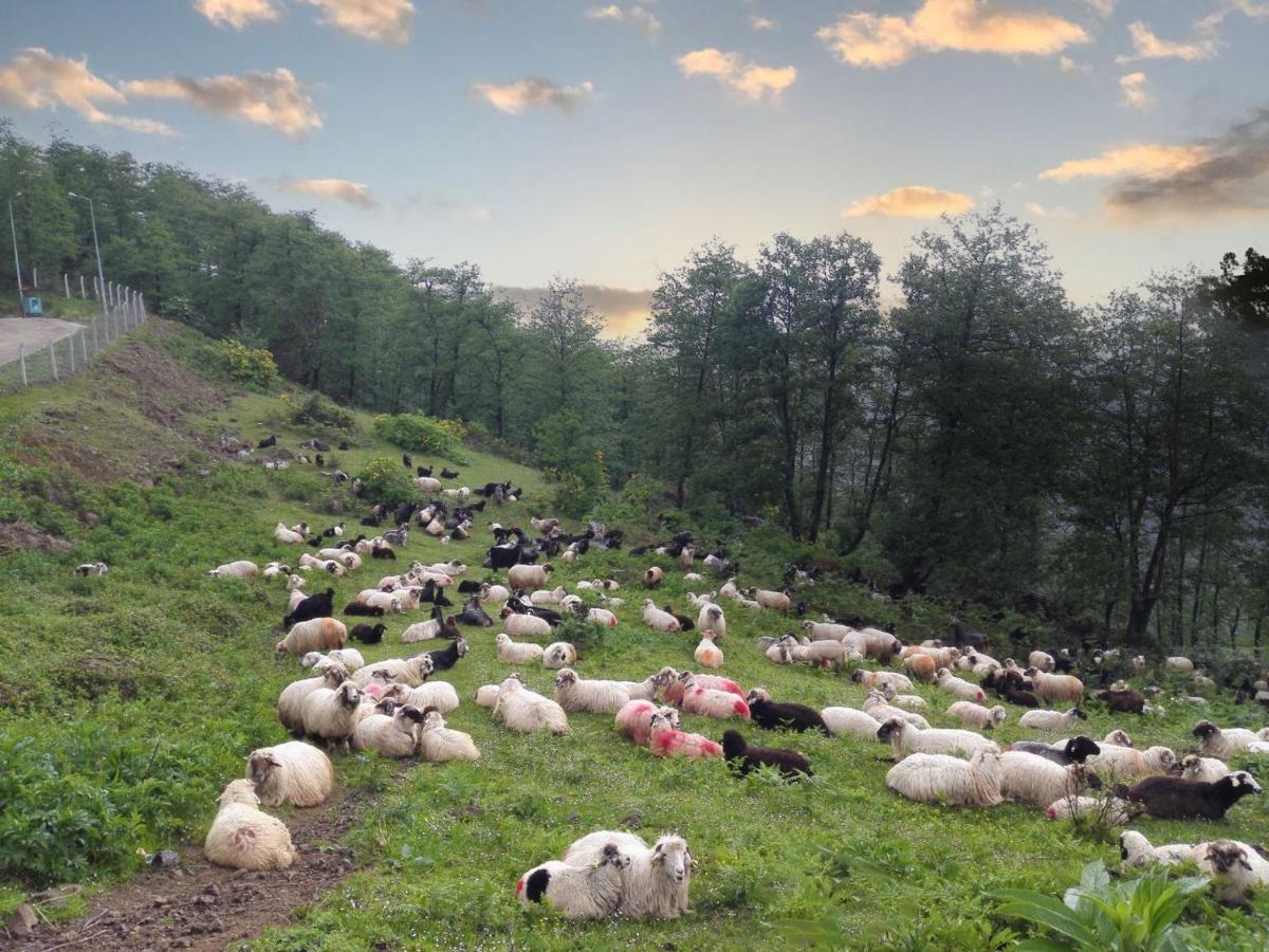 Sirt Butik Hotel Akcaabat Exteriér fotografie